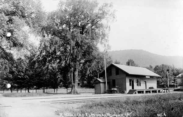 A Noble Old Elm near Rupert, Vermont