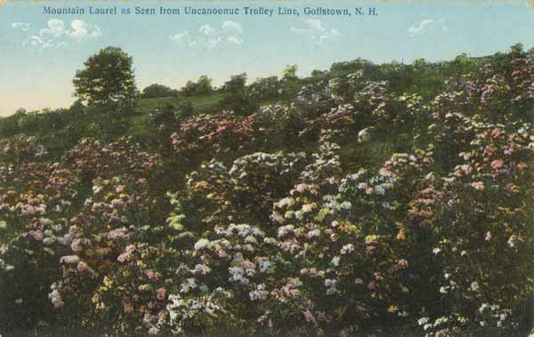 Mountain Laurel as Seen from Uncanoonuc Trolley Line, Goffstown, New Hampshire