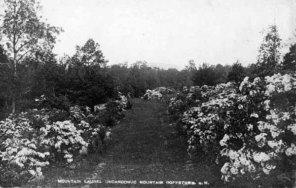Mountain Laurel, Uncanoonuc Mountain, Goffstown, New Hampshire